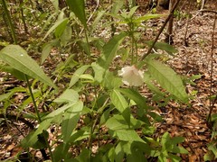 Hibiscus meraukensis