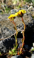 Saxifraga macrocalyx