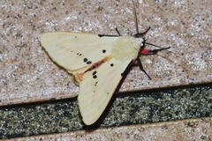 Spilarctia seriatopunctata