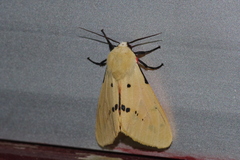 Spilarctia seriatopunctata