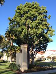 Afrocarpus gracilior