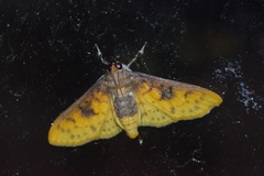 Pachynoa sabelialis