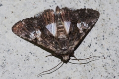 Aedia leucomelas