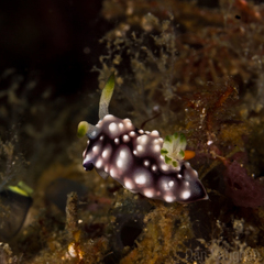Goniobranchus geometricus