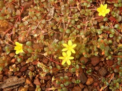 Portulaca bicolor