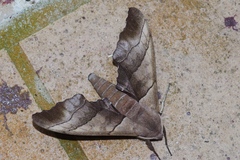 Polyptychus chinensis