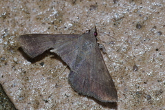 Hypospila bolinoides