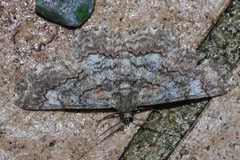 Cleora repulsaria