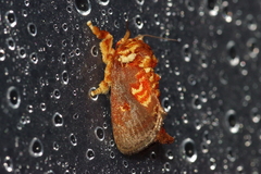 Demonarosa rufotessellata