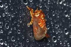 Demonarosa rufotessellata