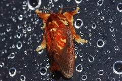 Demonarosa rufotessellata