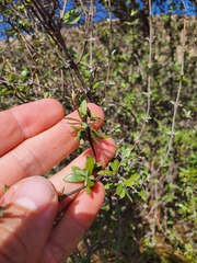 Olearia virgata