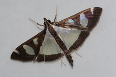 Glyphodes actorionalis
