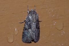 Feliniopsis indistans