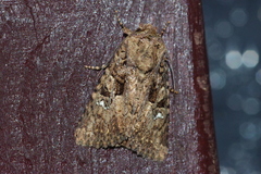 Feliniopsis indistans