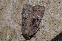 Feliniopsis indistans