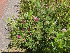 Vicia sativa nigra