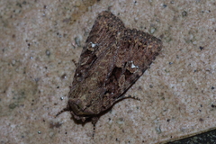 Feliniopsis indistans