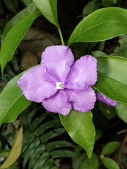 Brunfelsia uniflora