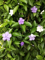 Brunfelsia uniflora
