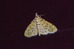 Conogethes punctiferalis