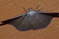 Plesiomorpha punctilinearia