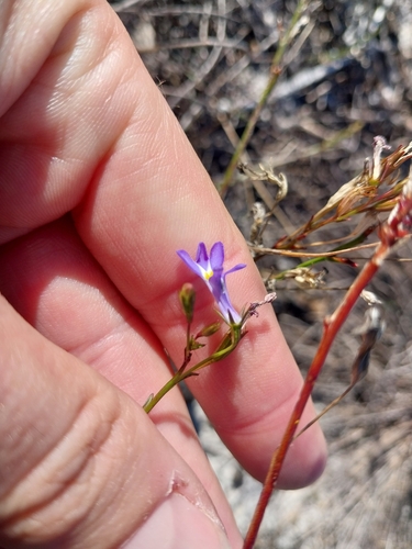 Lobelia comosa, photograph 5