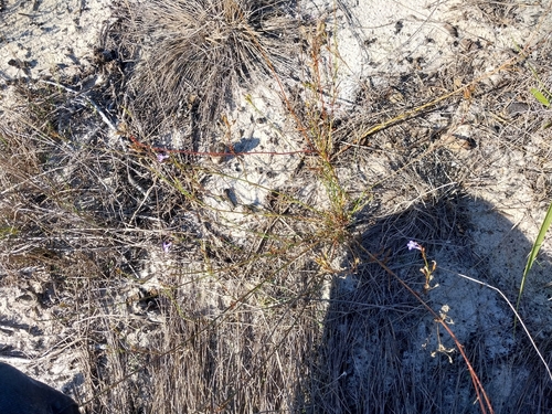 Lobelia comosa, photograph 6