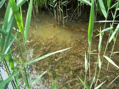 Utricularia australis