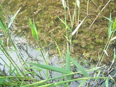 Utricularia australis