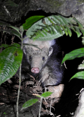 Sunda Stink Badger photo 1