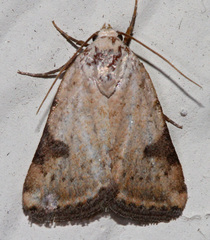 Micrathetis costiplaga