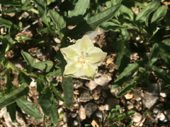 Chamaesaracha coronopus