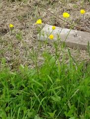 Ranunculus polyanthemos