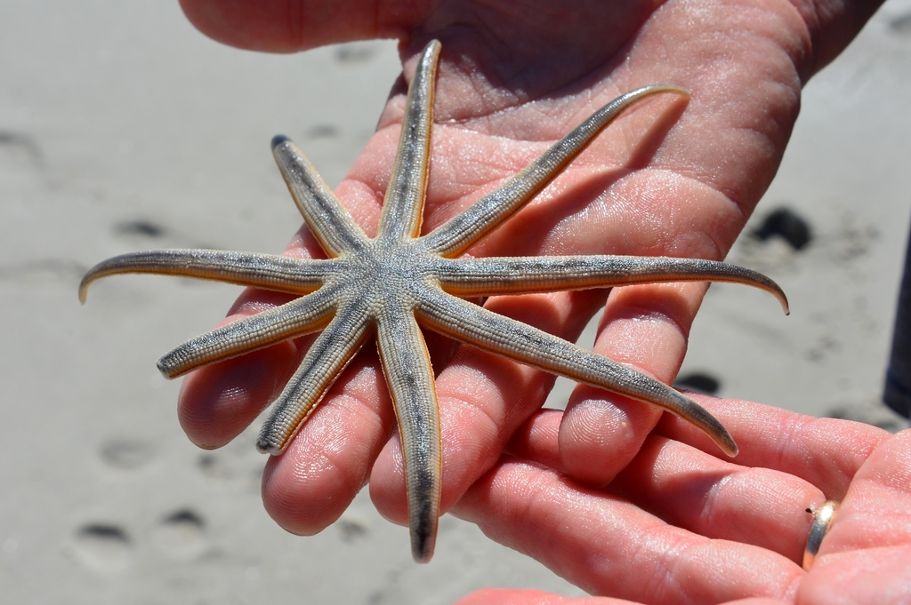 nine-armed sea star