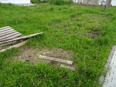 Ranunculus polyanthemos