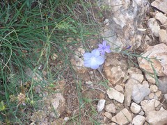 Linum narbonense