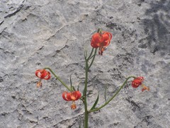 Lilium pomponium