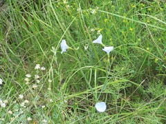 Linum narbonense