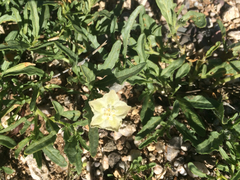 Chamaesaracha coronopus