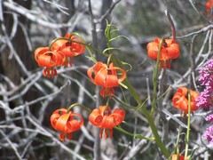 Lilium pomponium