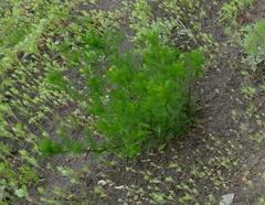 Tripleurospermum inodorum