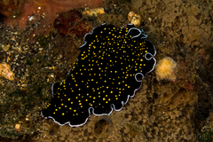 Thysanozoon nigropapillosum
