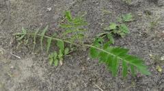 Pastinaca sativa sylvestris