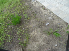 Tripleurospermum inodorum