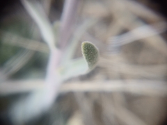 Boechera glaucovalvula