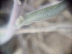 Boechera glaucovalvula