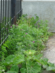 Artemisia absinthium