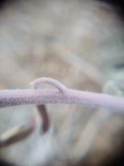 Boechera glaucovalvula