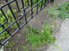 Pastinaca sativa sylvestris